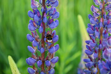 A vibrant purple lupine inflorescence close-up against a backdrop of lush green grass. A small bumblebee flies up to the delicate flowers, collecting sweet nectar on a warm summer day. © Олег Струс