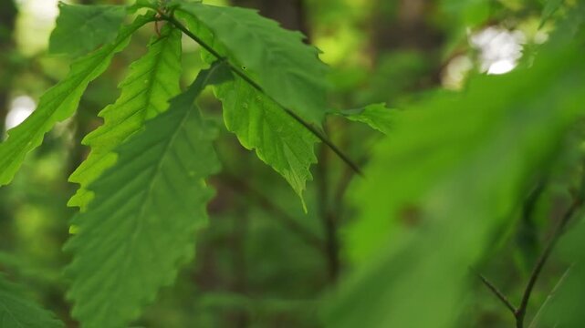 Young saplings in an early summer forest