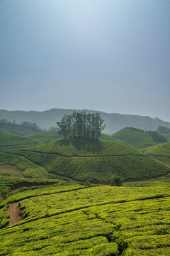 A breathtaking panoramic view of Munnar's unique topography, characterized by an endlessly rolling terrain of deep green valleys.