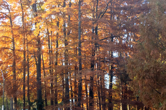 Bosque oto&ntilde;al