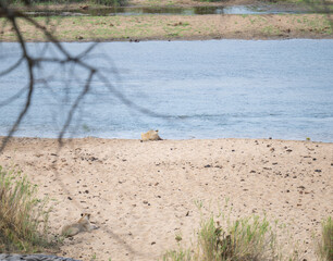 Afrikanische Löwe im Busch vom Krüger National Park - Kruger Nationalpark Südafrika © Mathis