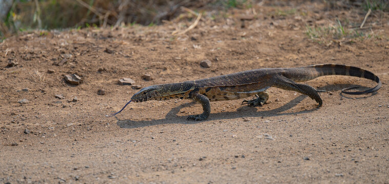 Afrikanische Tiere, Wasserwaran oder Nilwaran, genannt im Kr&uuml;ger National Park - Kruger Nationalpark S&uuml;dafrika