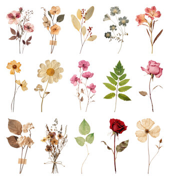 PNG Vintage dried floral arrangement collection, transparent background