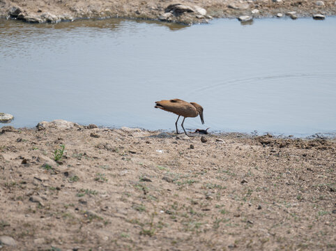 Hammerkopf - Hamerkop im Busch vom Kr&uuml;ger National Park - Kruger Nationalpark S&uuml;dafrika