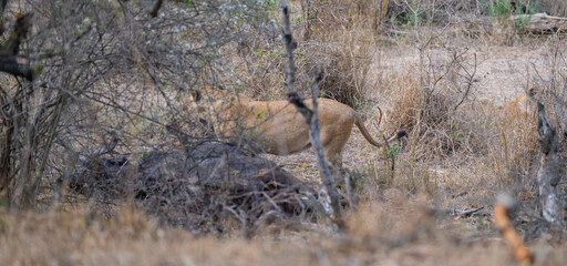 Löwen beim fressen nach einem Büffelriss im Busch vom Krüger National Park - Kruger Nationalpark Südafrika © Natascha