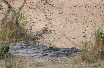 Löwe im Busch vom Krüger National Park - Kruger Nationalpark Südafrika © Natascha