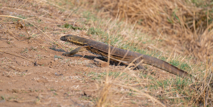 Wasserwaran oder Nilwaran, genannt im Kr&uuml;ger National Park - Kruger Nationalpark S&uuml;dafrika