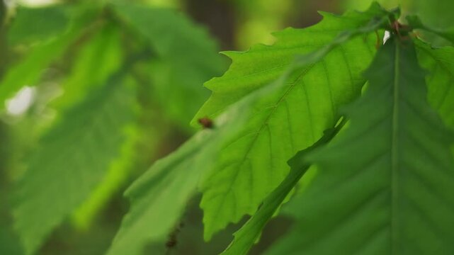 Young saplings in an early summer forest