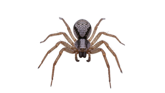 Isolated brown spider, a detailed studio shot of an eight-legged arachnid, nature's predator