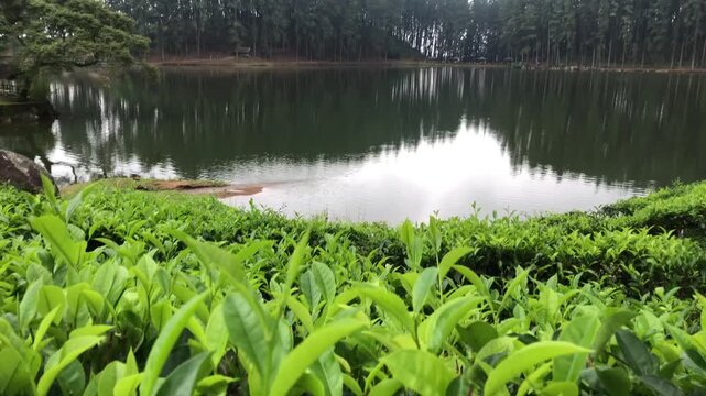 Foggy mountain tea leaf landscape beside a serene lake in Sri Lanka surrounded by pine trees and lush green nature.
