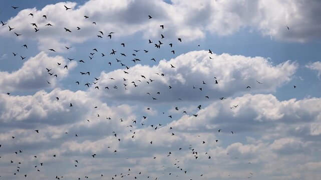 A large flock of crows circles dynamically in the high sky. Birds fly chaotically, creating a contrasting silhouette against bright white cumulus clouds.