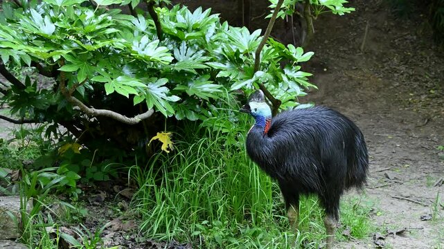 a southern cassowary sleepy while standing on the ground in the garden