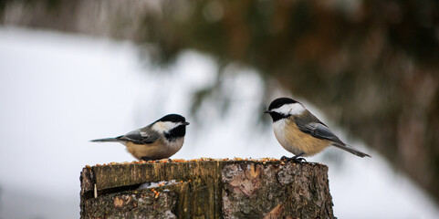 Two Black-capped Chickadees facing each other on snowy tree stump © Claudia
