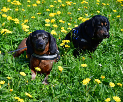 Jagdhunde BGS und Dachsbracke