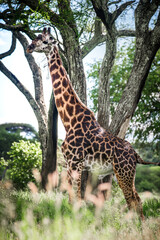 Obraz premium Masai giraffe standing in green savanna grass against acacia trees