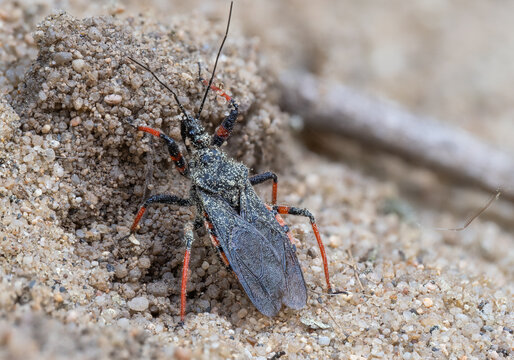 Zu sehen ist eine Nahaufnahme einer geringelten Raubwanze (Rhynocoris annulatus), die auf sandigem Untergrund unterwegs ist.