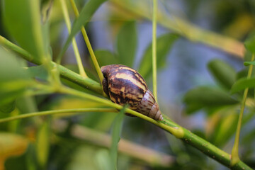 A garden snail with a striped brown shell resting on a thin green plant stem surrounded by leaves © Lukman Riyadi