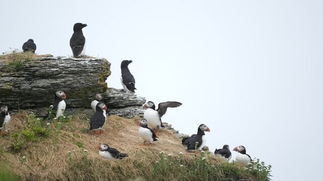Atlantic puffins and Razorbills nesting on a cliff in Quebec