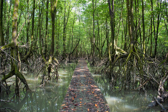 THAILAND TRAT BAAN THA RANAE VILLAGE LAN TABUN MANGROVE FOREST