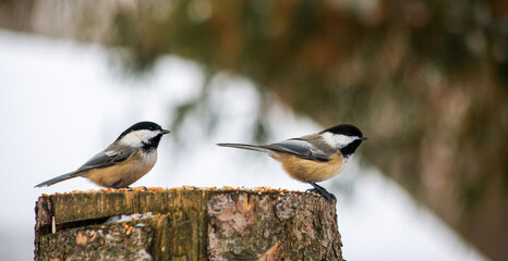 Two black-capped chickadees feeding on snowy tree stump © Claudia