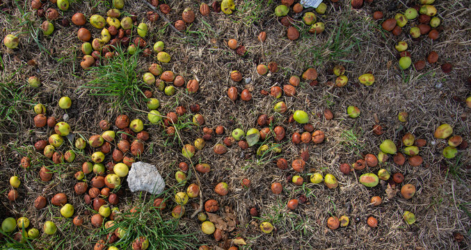 Fallen Wild Fruits on Grass and Dry Ground