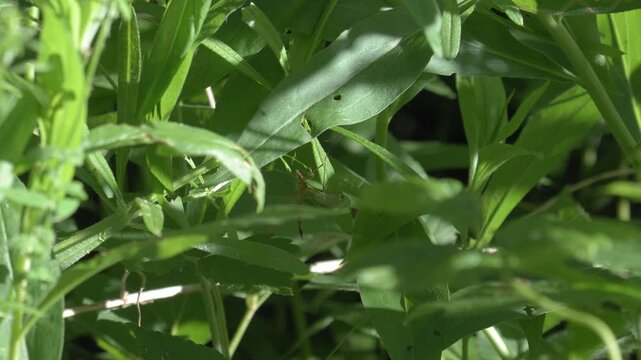 Crane Fly Resting on Foliage - Wide Macro Shot