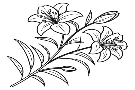 coloring page line art the mexican heather flower black vector