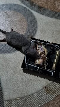 Dead Shrew Caught in a Snap Mousetrap with Fish Bait Close Up on the Floor. Vertical video