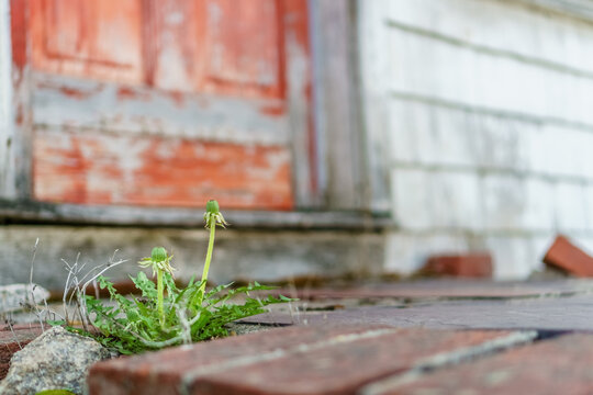 Close up view of a dandelion weed growing out of a crack in the stoop of a house. Selective focus and copy space.