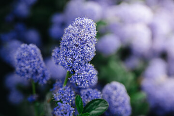 Obraz premium Blue ceanothus flowers blooming in garden with soft blurred background