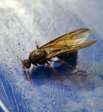 Macro close-up of a winged black ant queen (alate) resting on a bright blue textured surface.