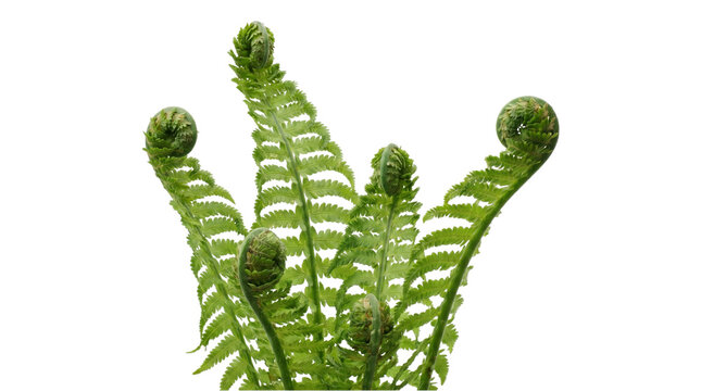 Fresh green fiddlehead ferns growing on transparent background for spring season and forest plant illustrations.