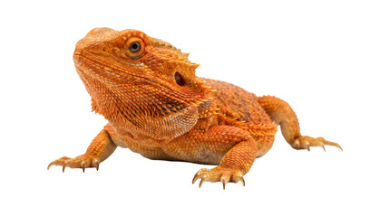 Obraz premium Orange bearded dragon lizard looking up from left side png isolated on transparent background portrait image.
