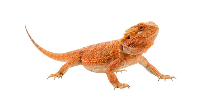 Orange bearded dragon lizard side view on transparent background for creative wildlife design and pet projects.
