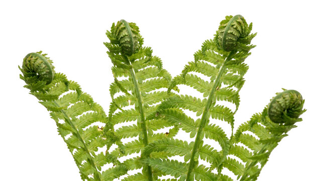 Ostrich fern fiddleheads unfurling on transparent background for botanical graphics and woodland nature themes.