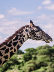 Obraz premium Masai giraffe standing in green savanna grass against acacia trees