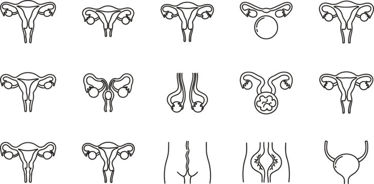 Female reproductive system and related medical condition keywords: uterus, ovaries, fallopian tubes