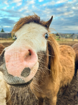 mini pony