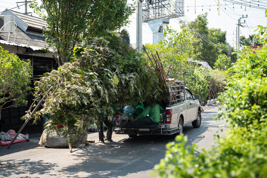 Traditional Chatuchak street market in Bangkok selling wide range of decorative large trees, worker loading bunch of large-sized plants into pickup truck, transporting and delivery service for clients