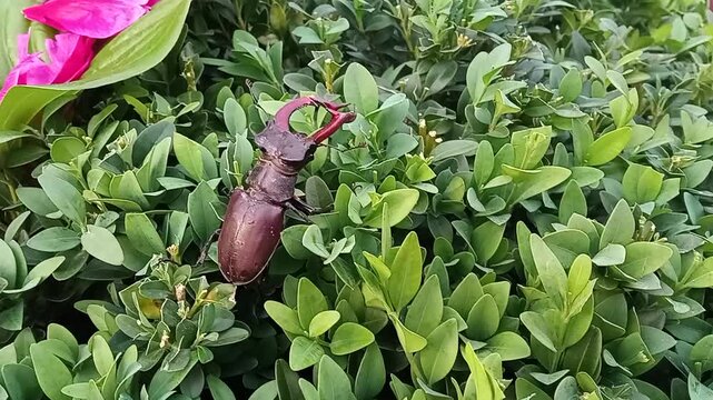 The stag beetle is a large beetle of the genus Lucanus, part of the stag beetle family. It is the largest beetle native to Europe.
