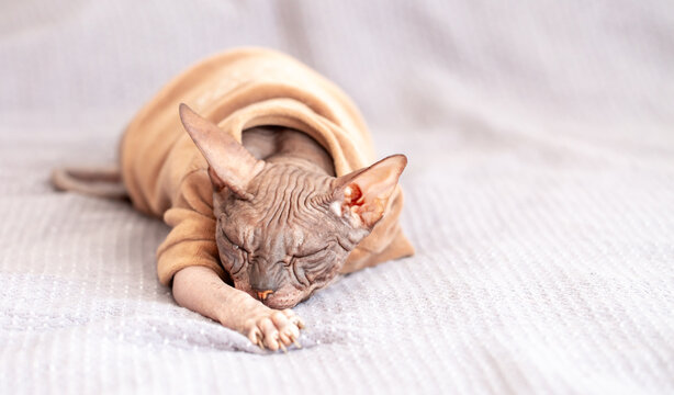 A bald cat sleeps fully clothed on a bed. Egyptian sphinx cat in clothes sitting on bed. Close-up of hairless cat in warm sweater.