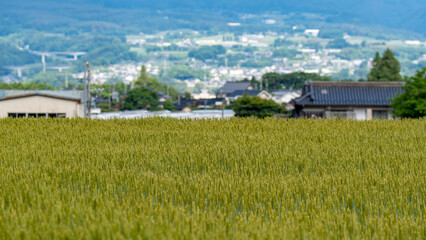 Fototapeta premium 日本の小麦畑