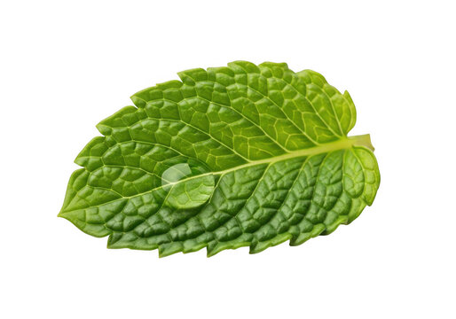 A single fresh green mint leaf with a clear water droplet on its textured surface, isolated against a solid black background