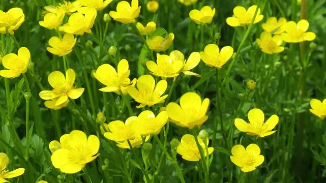 Close-up of a bulbous buttercup flower in natural meadow light, captured in ultra-detailed 4K quality