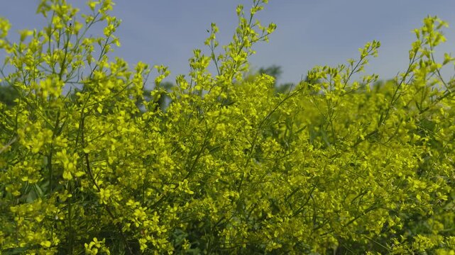 Wild Mustard Rape Flowers Blossom In Meadow. Barbarea Vulgaris Plants Waving In Wind
