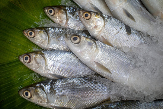 Bandeng, Milkfish or Chanos chanos on ice, on green banana leaves