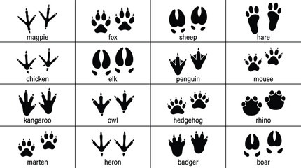 Animal footprint vector illustration showing tracks of birds and mammals including fox, elk, owl, penguin, and kangaroo in minimal design © Sheikh