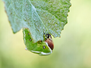 Large green caterpillar with two horns on a leaf. Poplar moth. Cerura iberica © Macronatura.es
