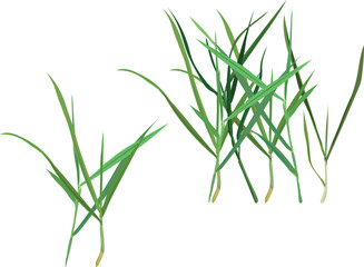Obraz premium Green grass tufts vector illustration set. Realistic fresh lawn blades and meadow sprouts isolated elements collection