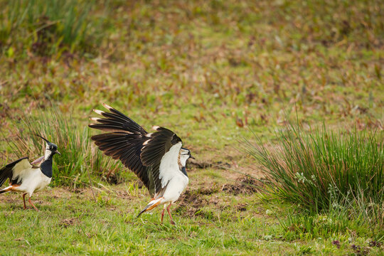Lapwings prepare for take off at Druridge Pools, a Nature Reserve close to the Northumberland coast, a former opencast mine, now a popular reserve with wildfowl and waders in the wetland